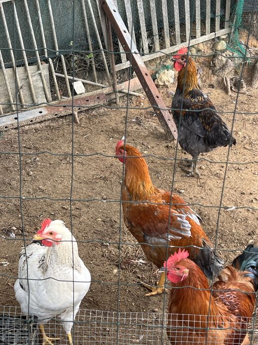 Galos e frangos caseiros