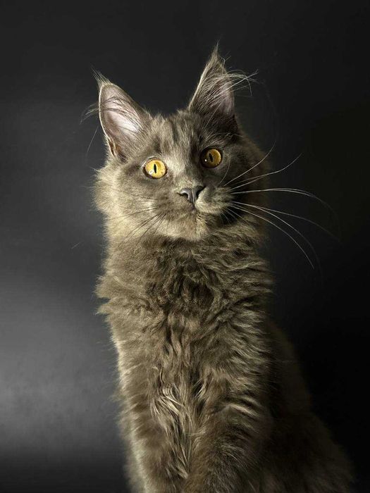 Особливий мейн-кун хлопчик — документи, щеплення, домашнє вирощення