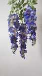 Wisteria/Glicynia ciemny niebieski 6szt
