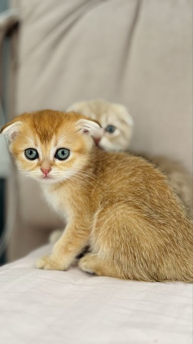 Золоті малюки в улюбленці