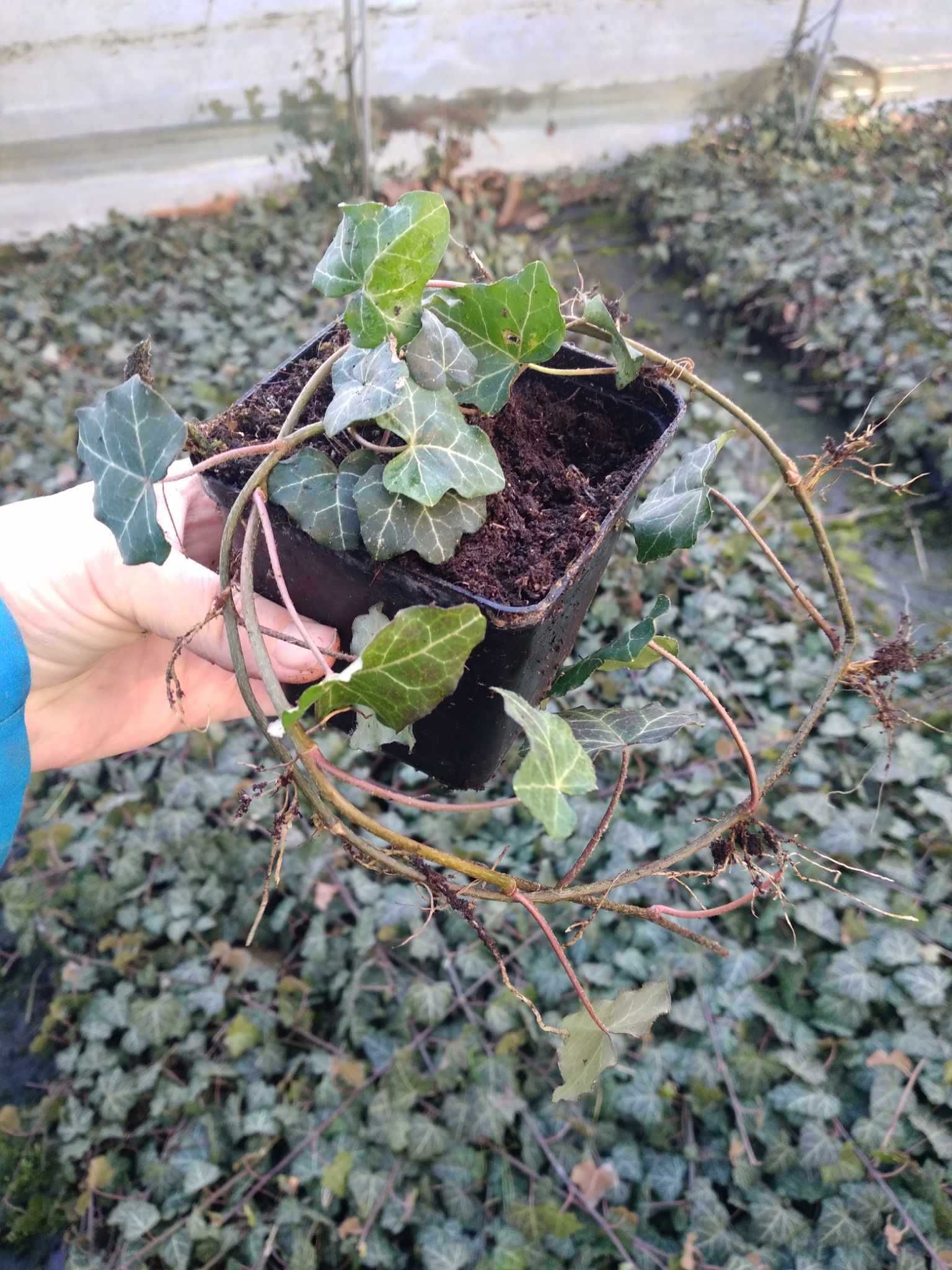 bluszcz pospolity, Hedera helix P9