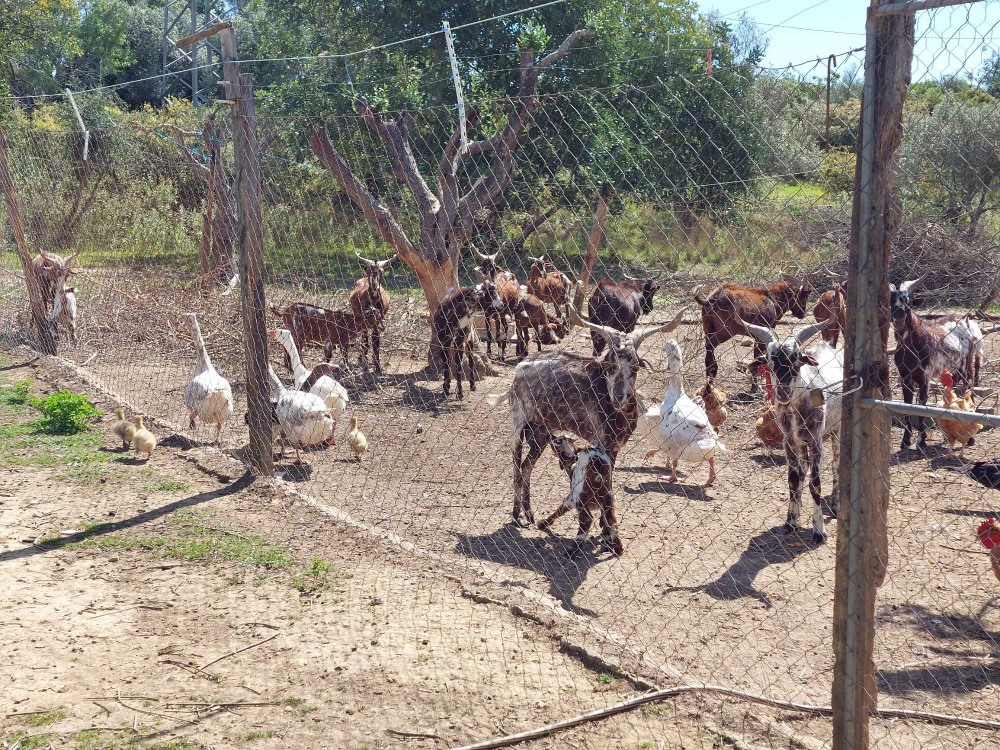 Cabras Algarvias