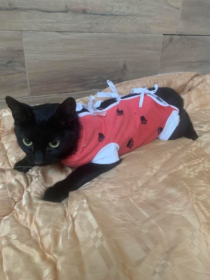 Kociaki do adopcji