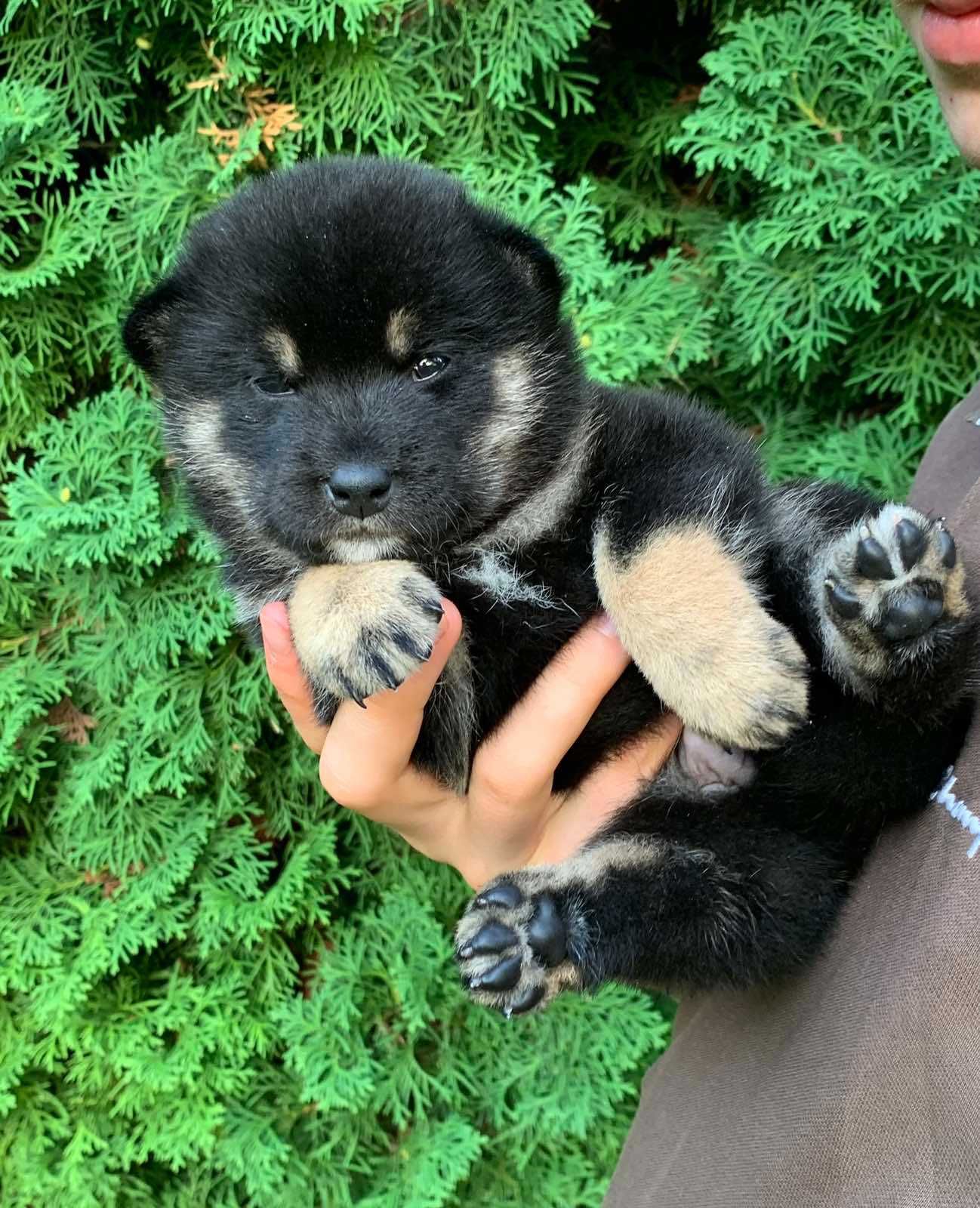 Чудовий чорно-підпалий хлопчик Shiba Inu, Шиба Іну.