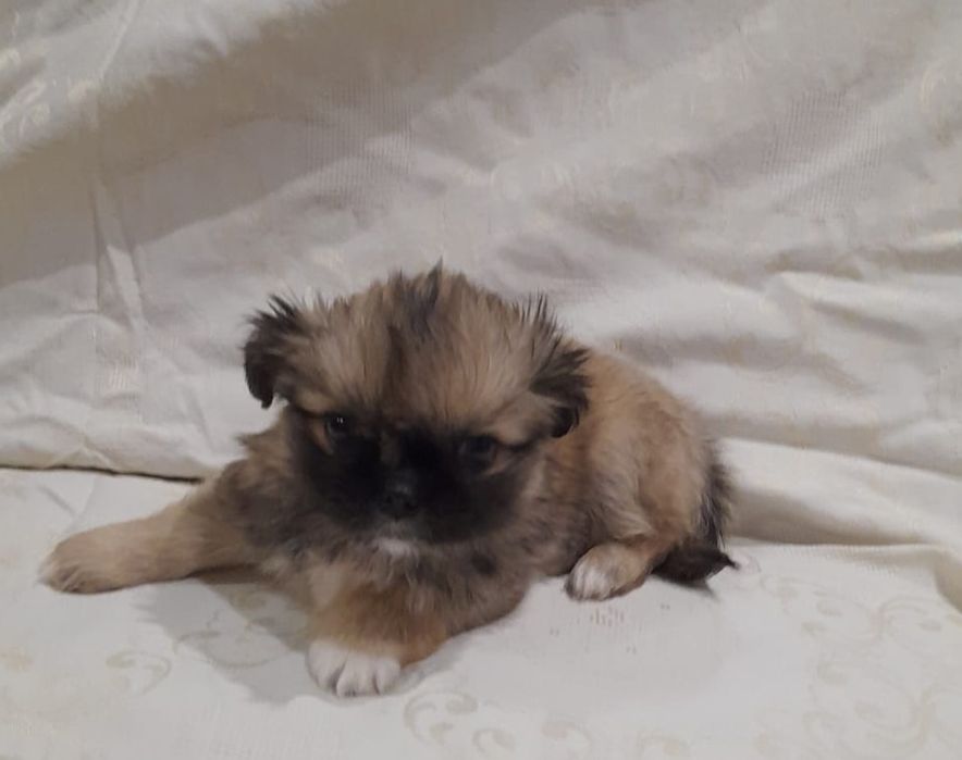 До продажу готові пекінеси