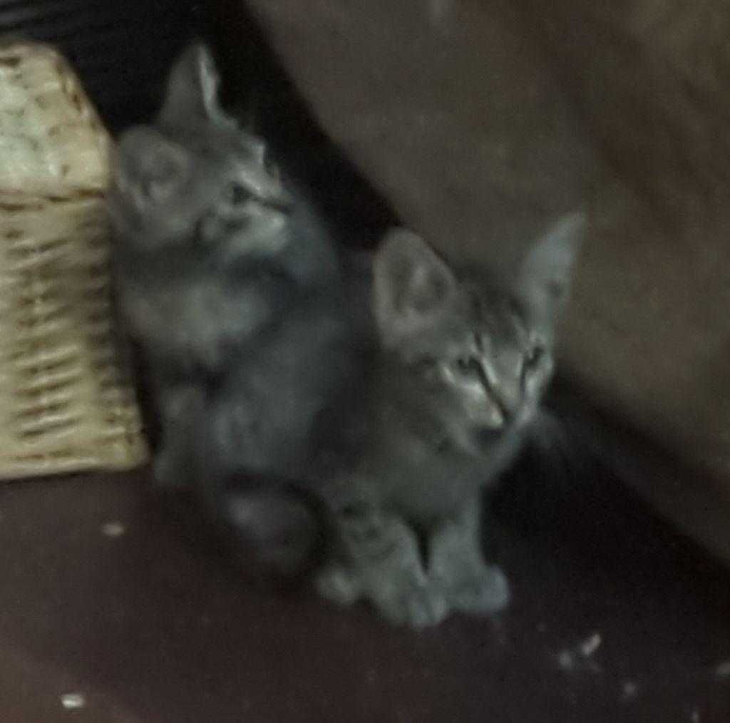 Gatinhos para Adoção