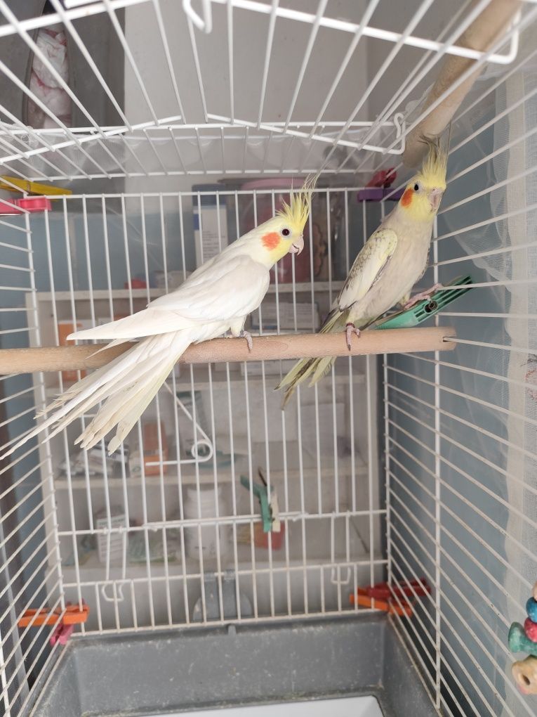 Casal caturras com viveiro