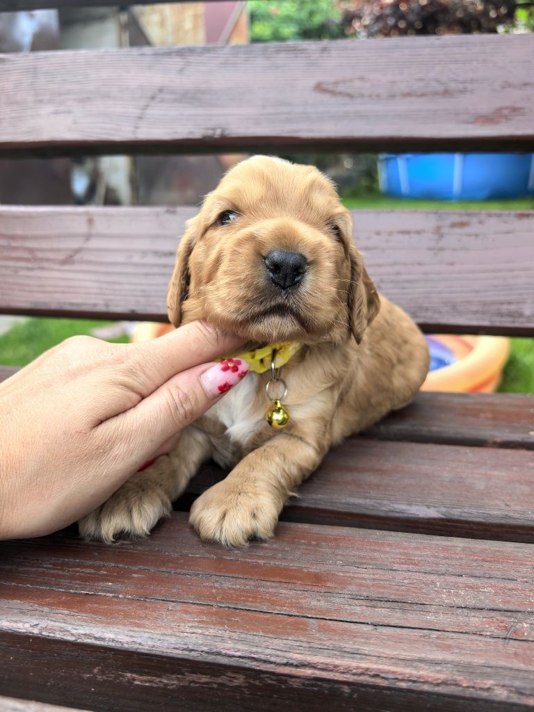 Śliczny szczeniak cocker spaniel