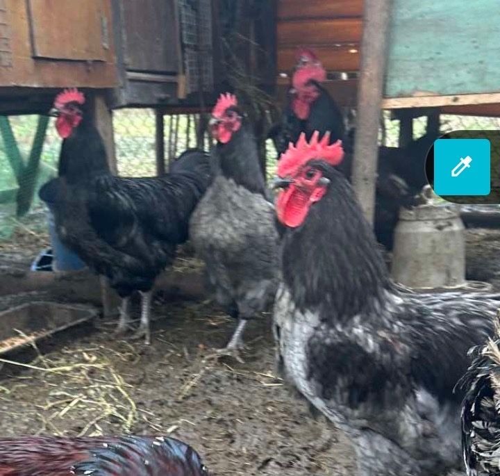 Продам півнів Джерсійський гігант Лівенські ситцеві