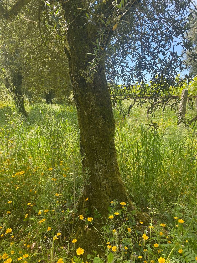 Oliveiras centenárias