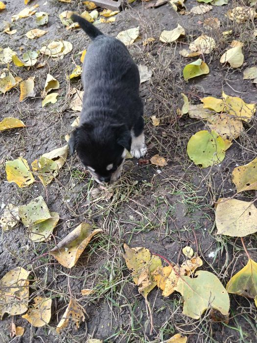 Віддам у добрі руки цуценята