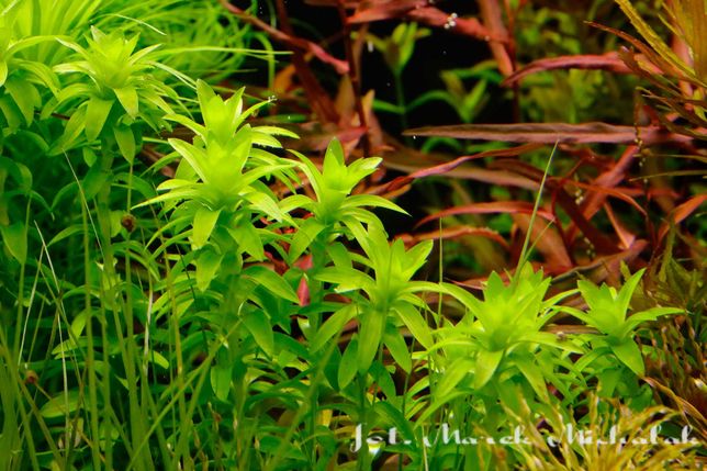 Roślina akwariowa Tonina  Syngonanthus Fluviatilis