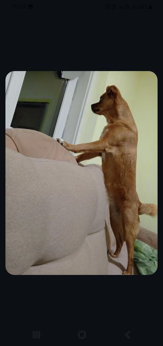 Віддам в добрі руки