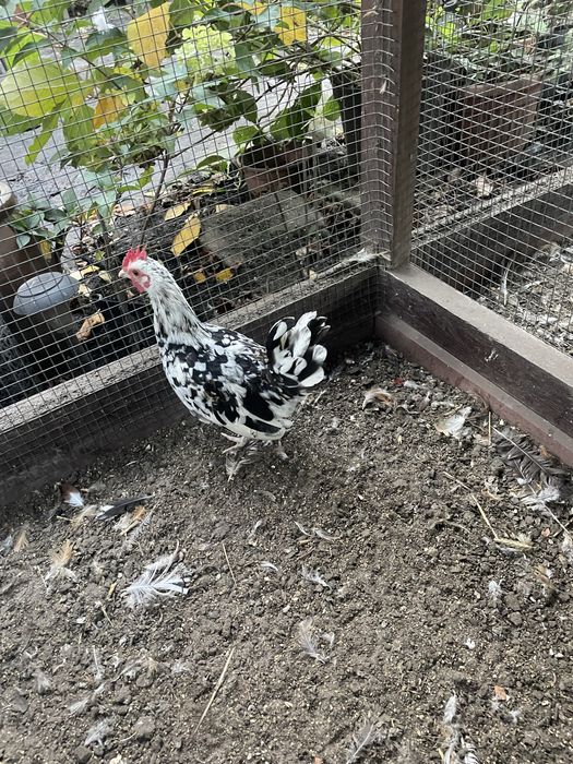 Kogut Chabo-młody kogucik