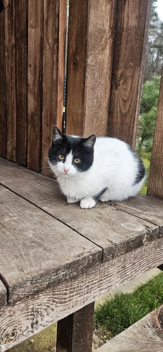 Кошенята в добрі руки