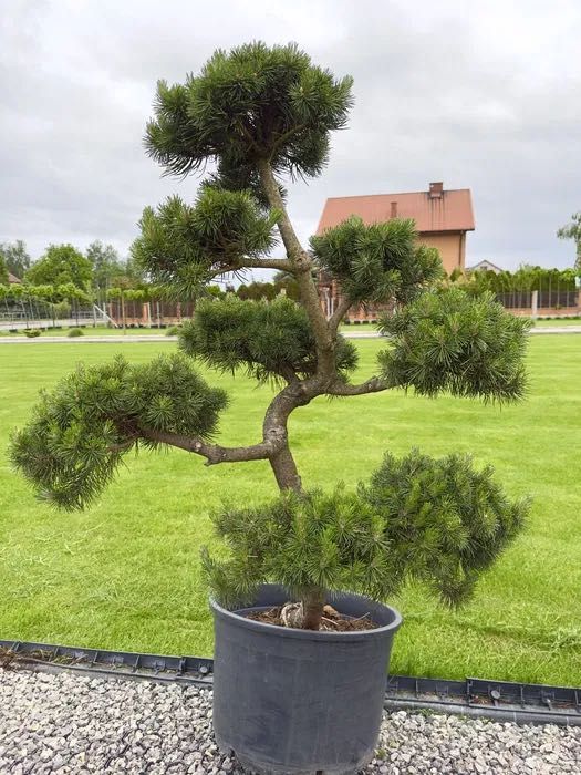 BONSAI - Formowane krzewy ozdobne / Wysoka jakość!