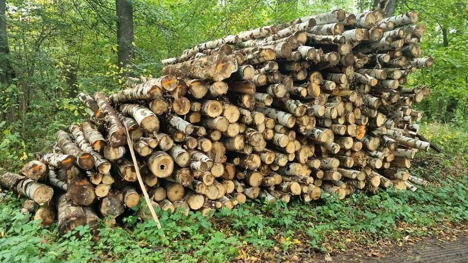 drewno opałowe brzoza cięta na kawałki 30 cm