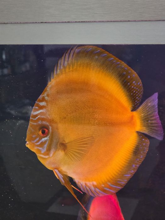 Paletka dyskowiec dorosła samiec