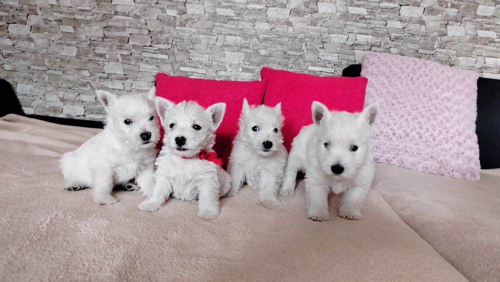 Śliczne szczenię -West Highlights White Terrier