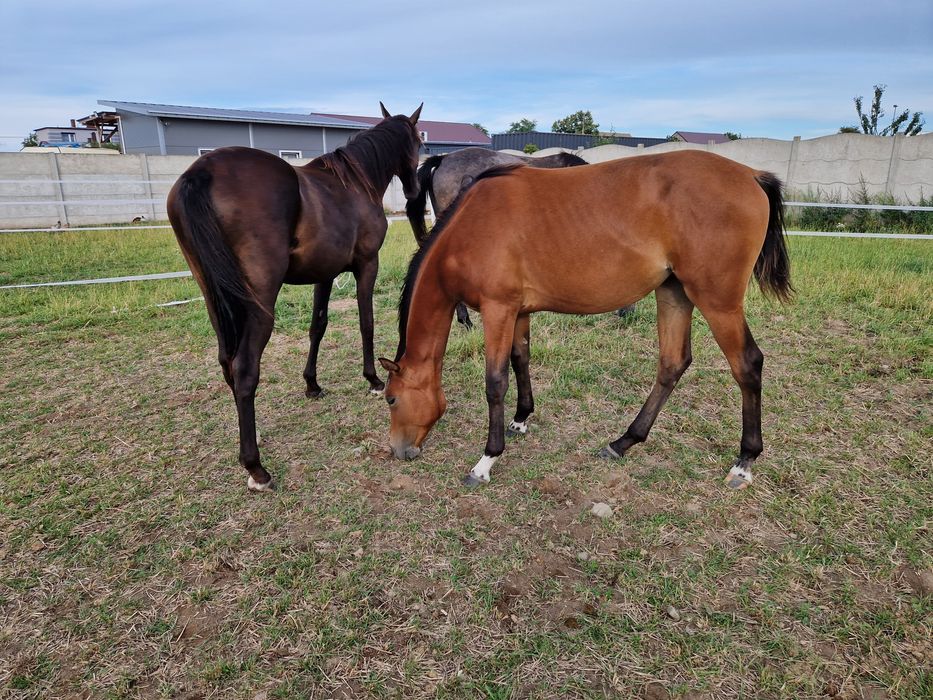 Klacz skoki ujeżdżenie zawsze