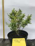Berberys zielony