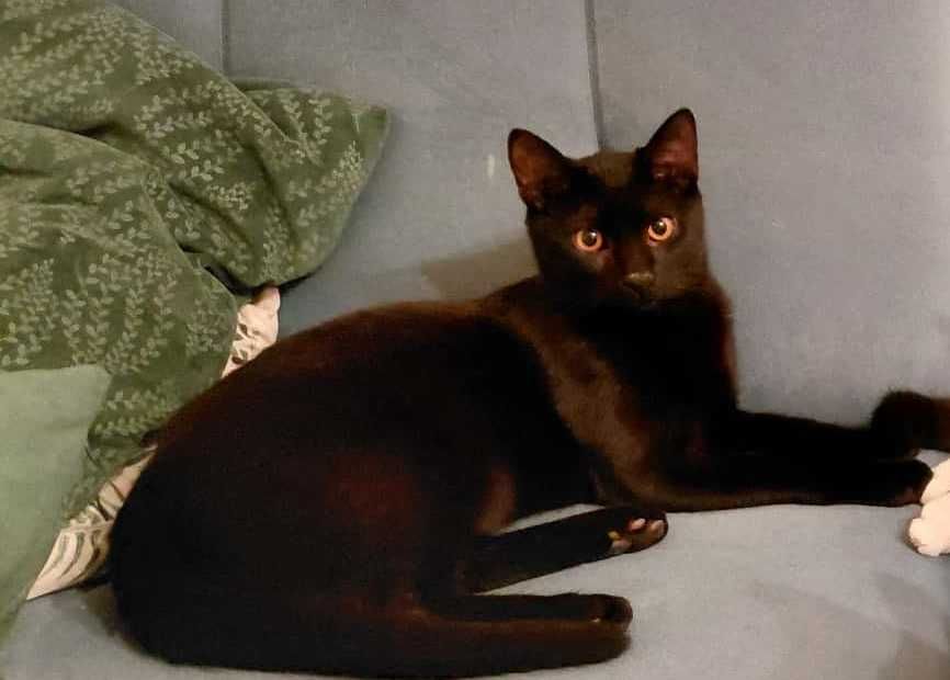 piękne kociaki do oddania w odpowiedzialne rece