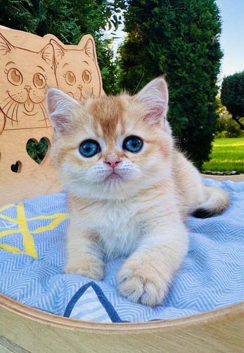 Золото найвищої проби)