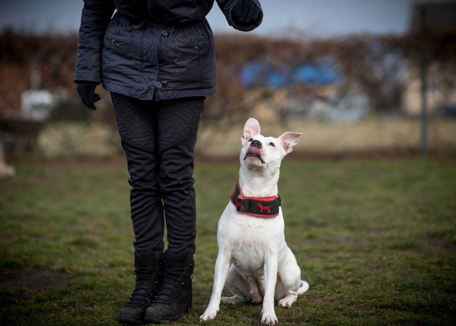 Do adopcji Shiva, suczka w typie amstaffa TTB Poznań