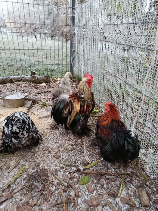 Kogut kochin miniaturowy karzełek z tego roku  zmieni kurnik