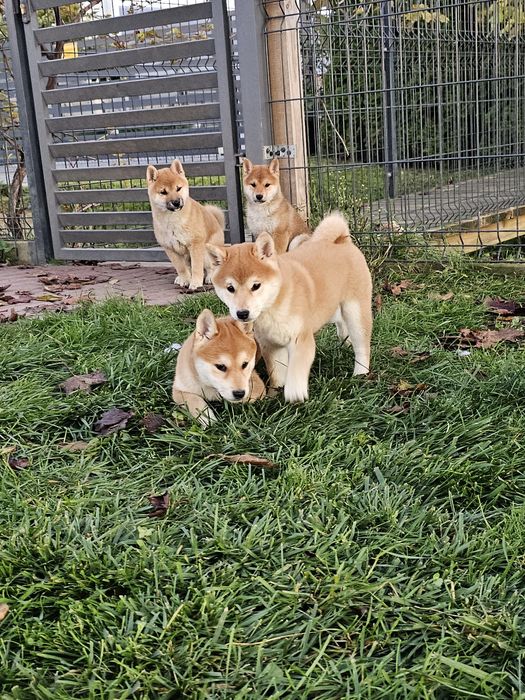Shiba inu, Shiba doskonały rodowód ZKWP FCI
