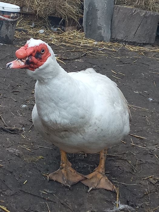 Продам качки шипуни