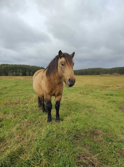 Sprzedam kuca, wałacha