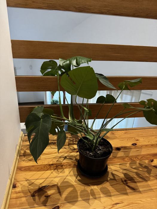 Piekna duza monstera