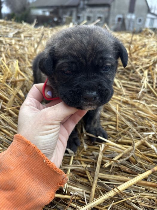 Szczeniaki do oddania