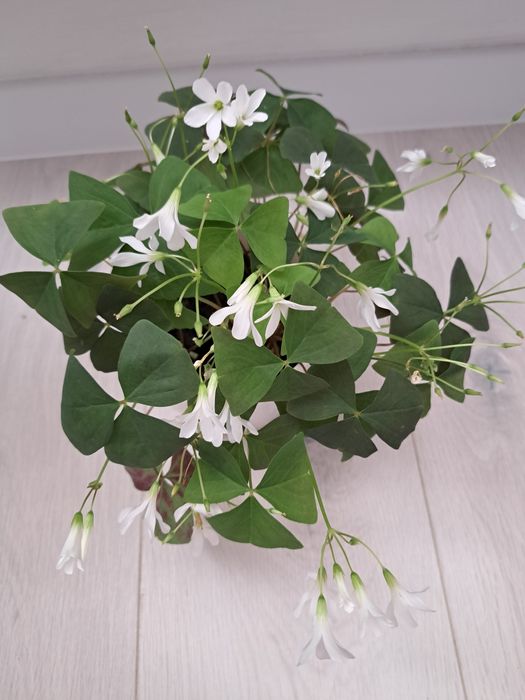 Кислиця оксаліс зелена, фіолетова