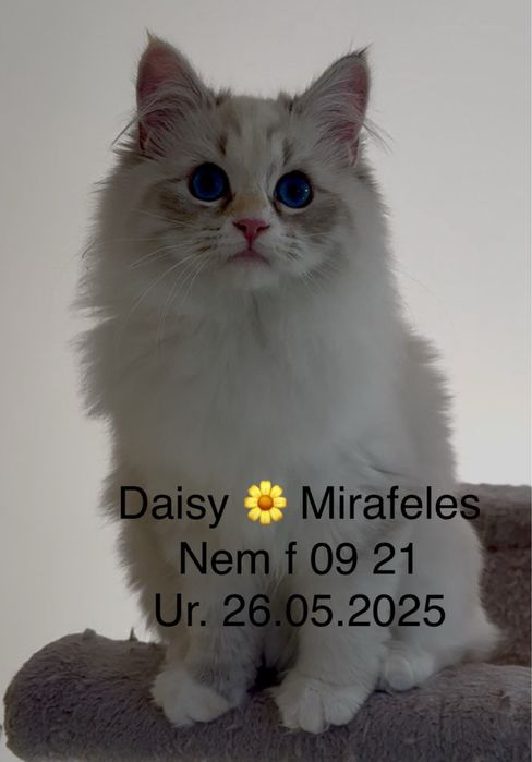 Koty Neva Masquerade i Syberyjskie