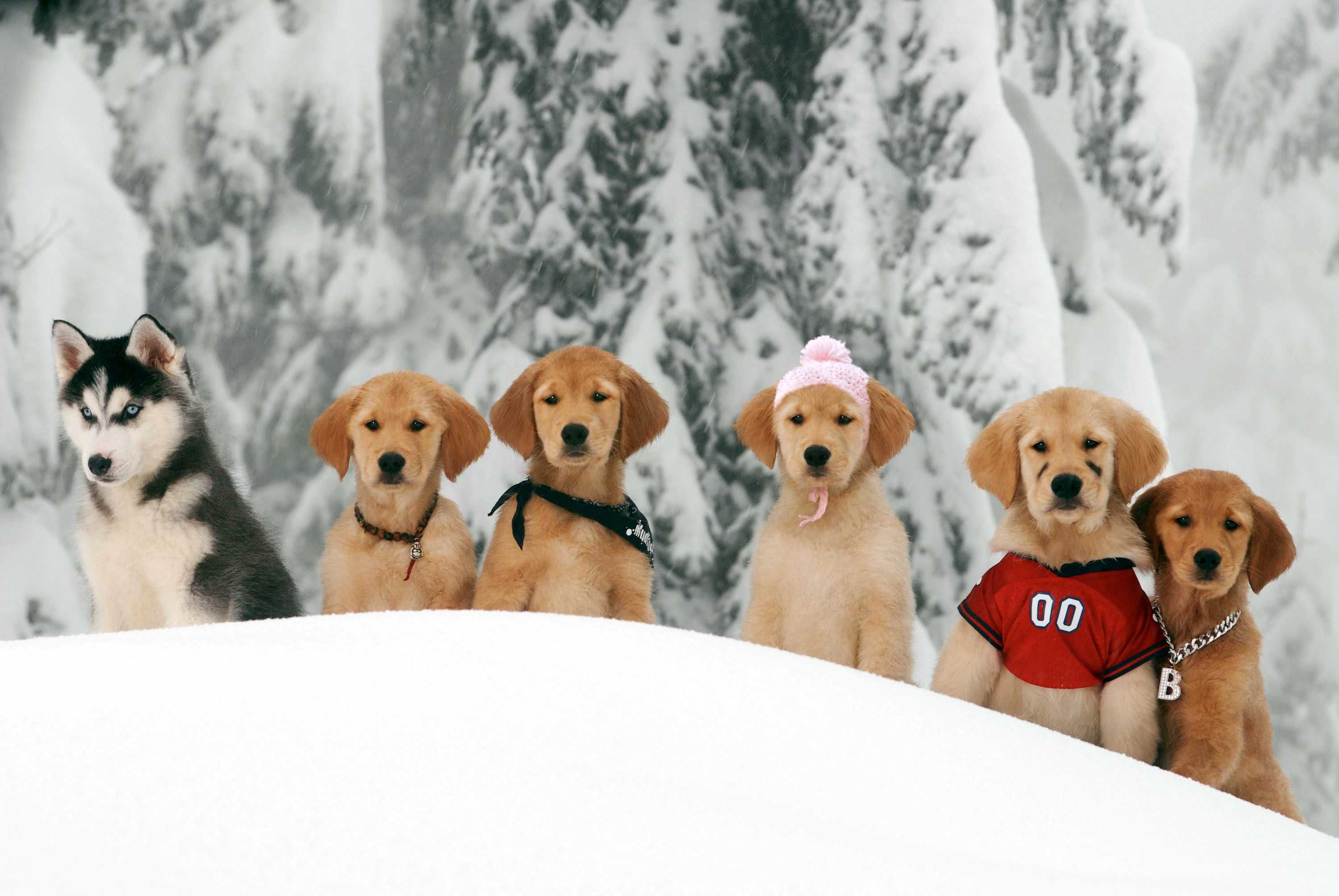 SNOW BUDDIES - Aventuras na Neve (Os adoráveis cachorros da DISNEY)