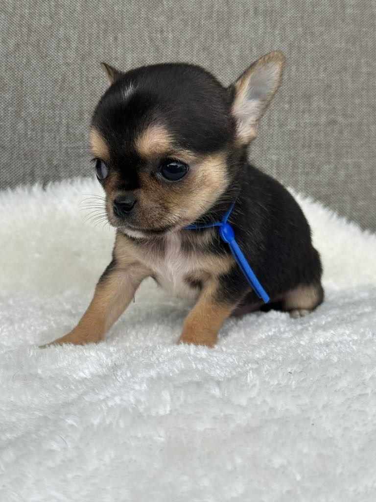 Cudowny chlopiec Chihuahua