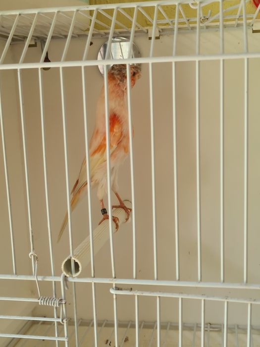 Kanarki Arlekin Portugalski