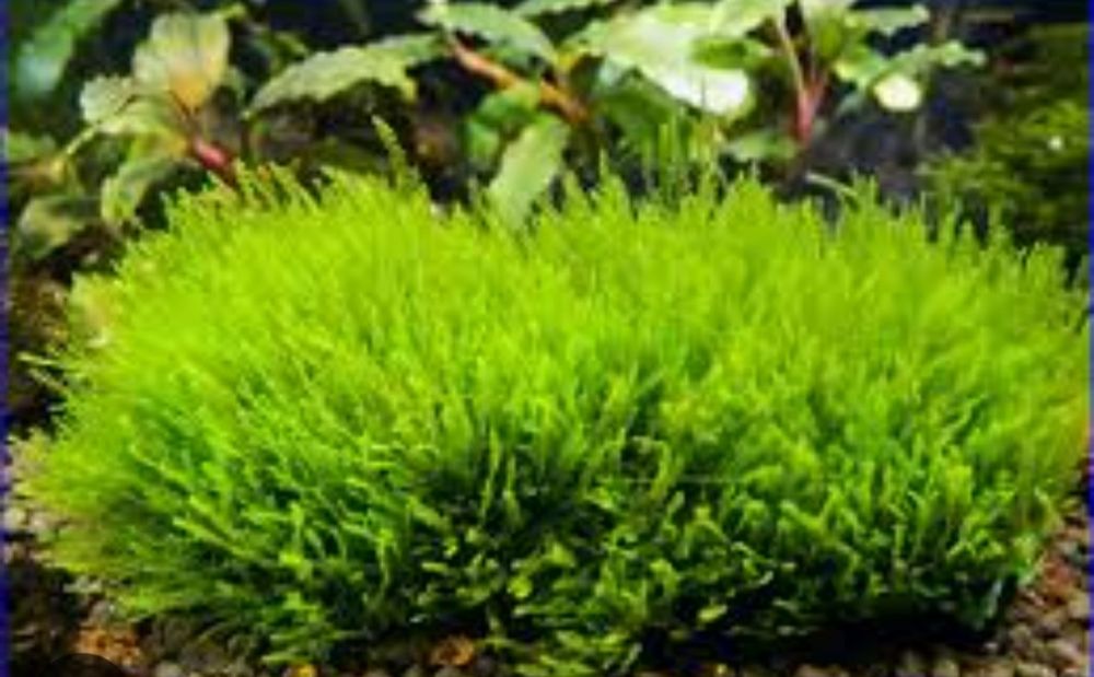 Аквариумный мох,растения для аквариума,разные виды