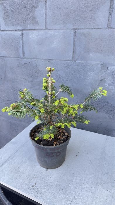 Туя смарагд західна,ялівці різного виду,магнолія,сакура,ялина,гортензі