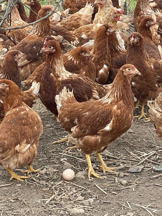 Кури несушки!!!Починають нестися