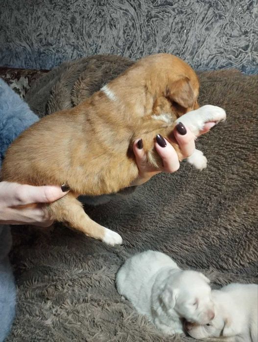 Цуценята чіхуа та коргі