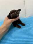 Menina chihuahua super mini