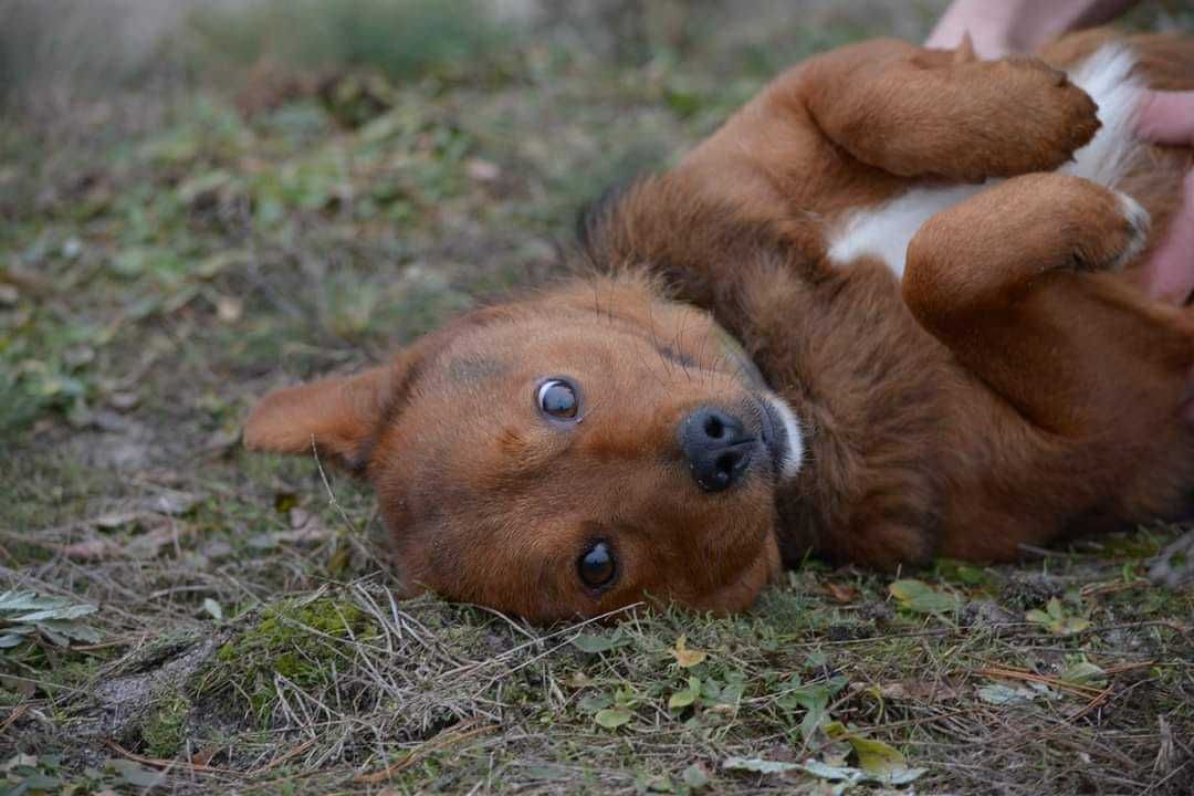 Uroczy pies edek czeka na nowego właściciela