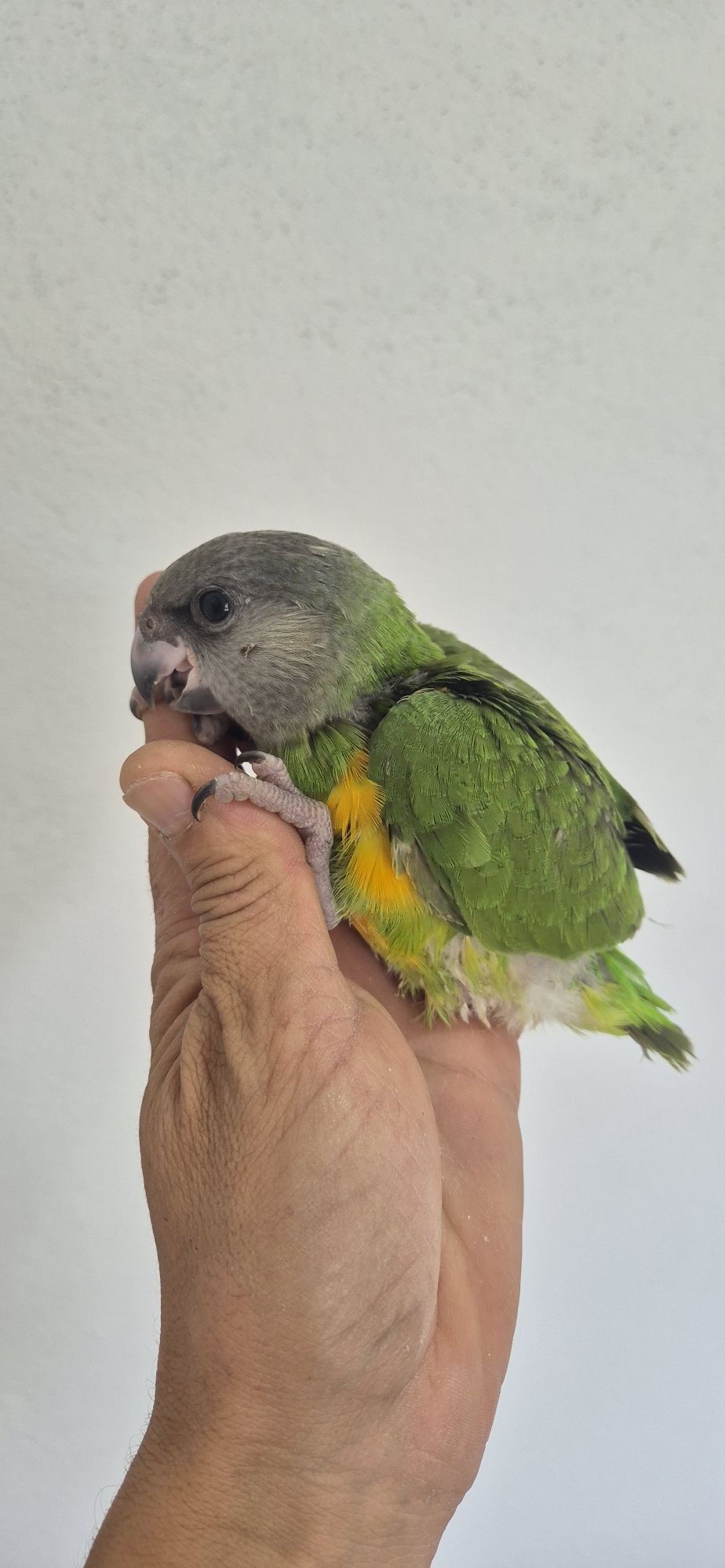 Papagaio senegal criado a mão