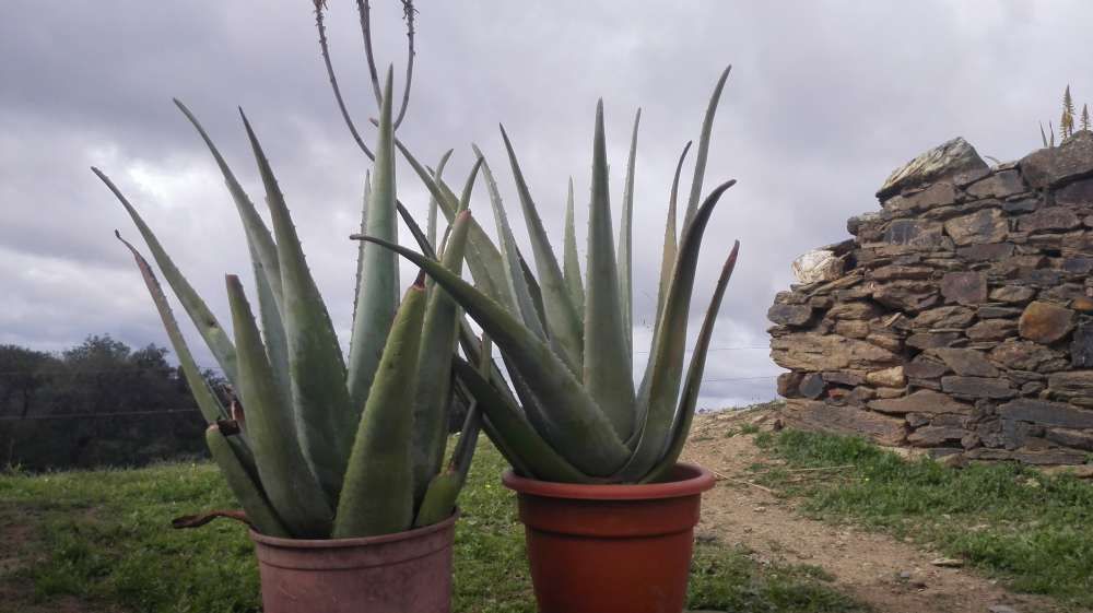 Aloe Vera - Babosa - Suco de fruta 100% sem aditivos e folhas, plantas