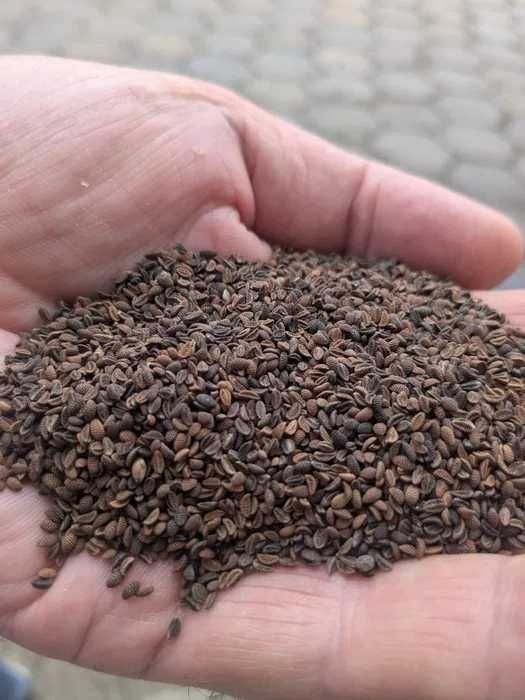 Facelia błękitna, zbiór 2024