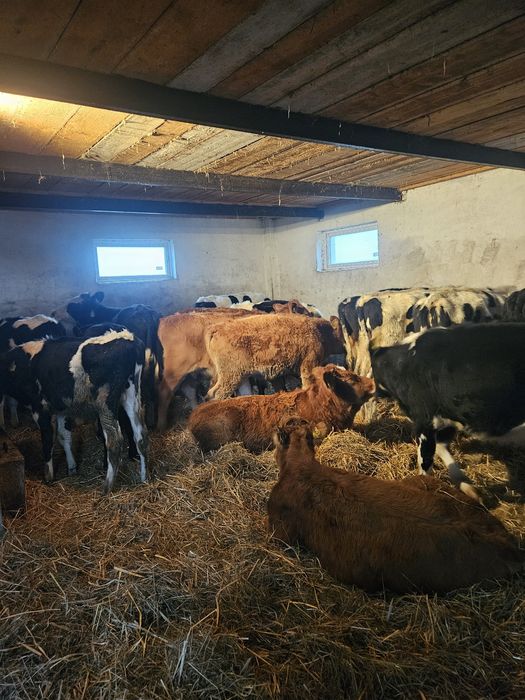 Cielęta odsadki sprzedam