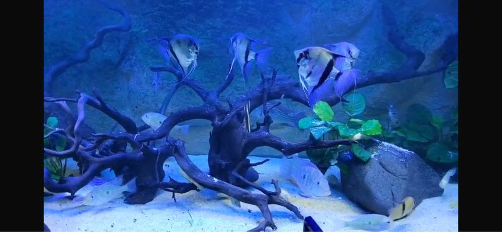 Fundo aquário 3D 150/65